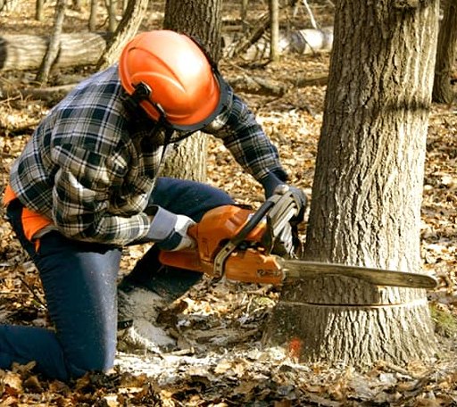 Tree Removal in Sutherland Springs, TX